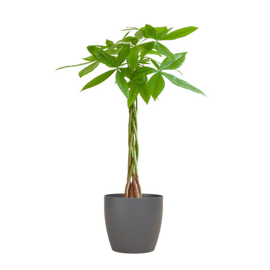 Pachira Aquatica mit Viber Grau - 80cm - Ø21 - Botanic-Vibes