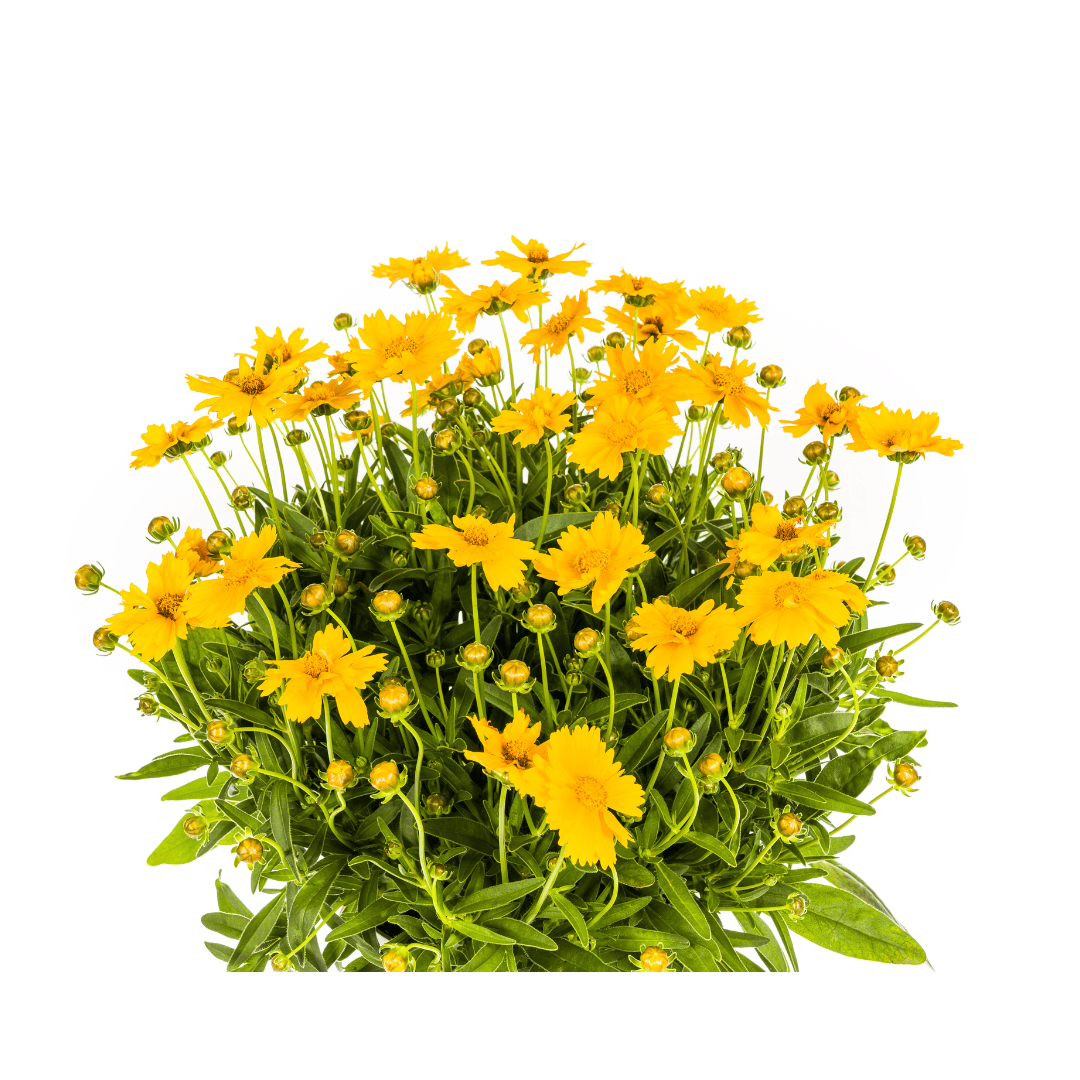 Coreopsis grandiflora Ø19cm - ↕50 - 60cm - Botanic-Vibes