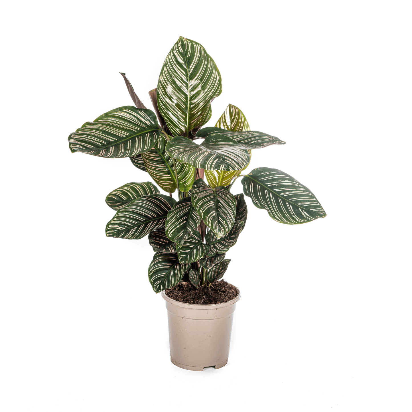 Calathea Ornata Sanderiana Ø17cm - ↕40 - 50cm - Botanic-Vibes