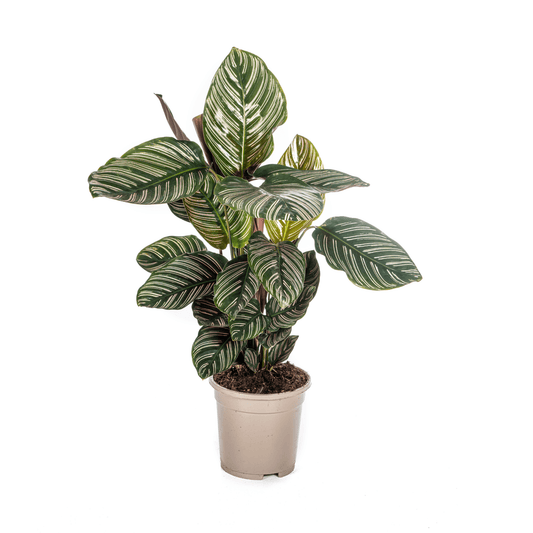 Calathea Ornata Sanderiana Ø17cm - ↕40 - 50cm - Botanic-Vibes