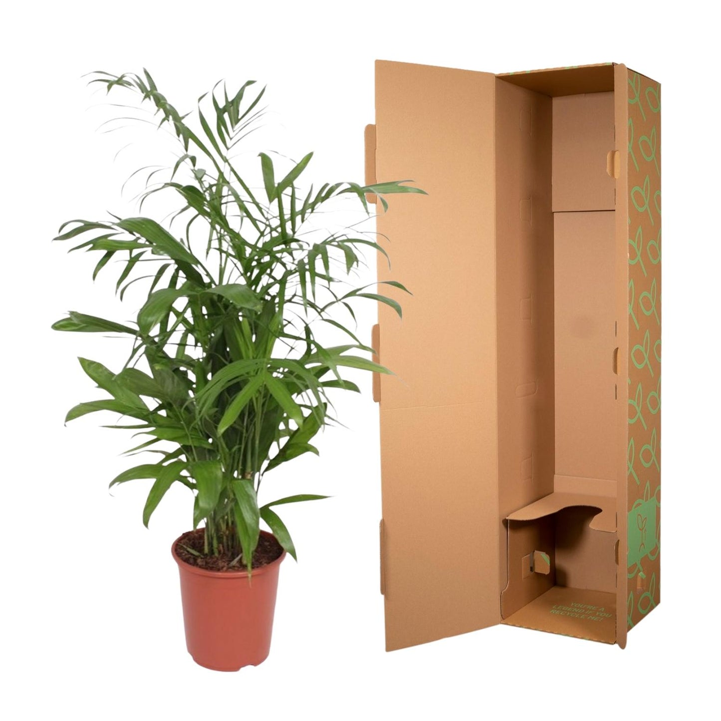 Chamaedorea seifrizii – 140 cm – Ø27