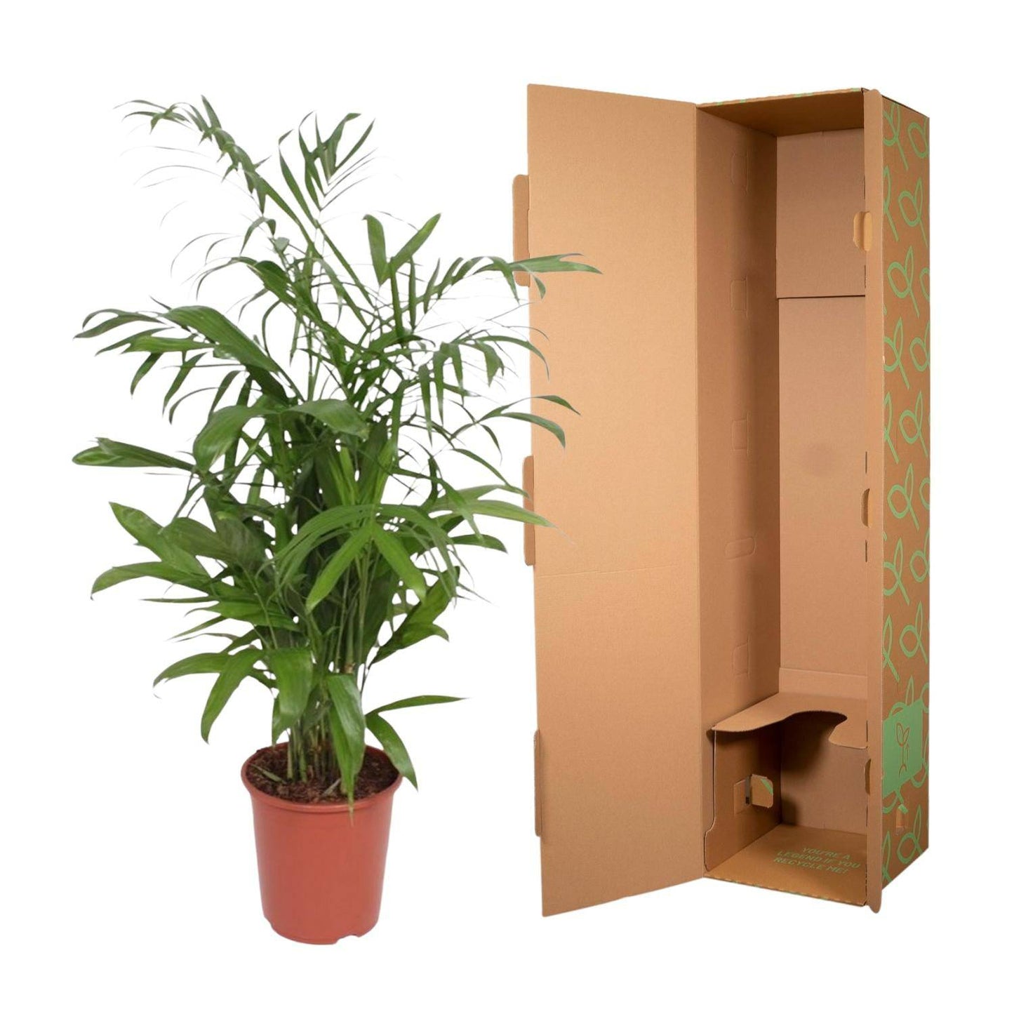 Chamaedorea seifrizii – 140 cm – Ø27 - Botanic-Vibes