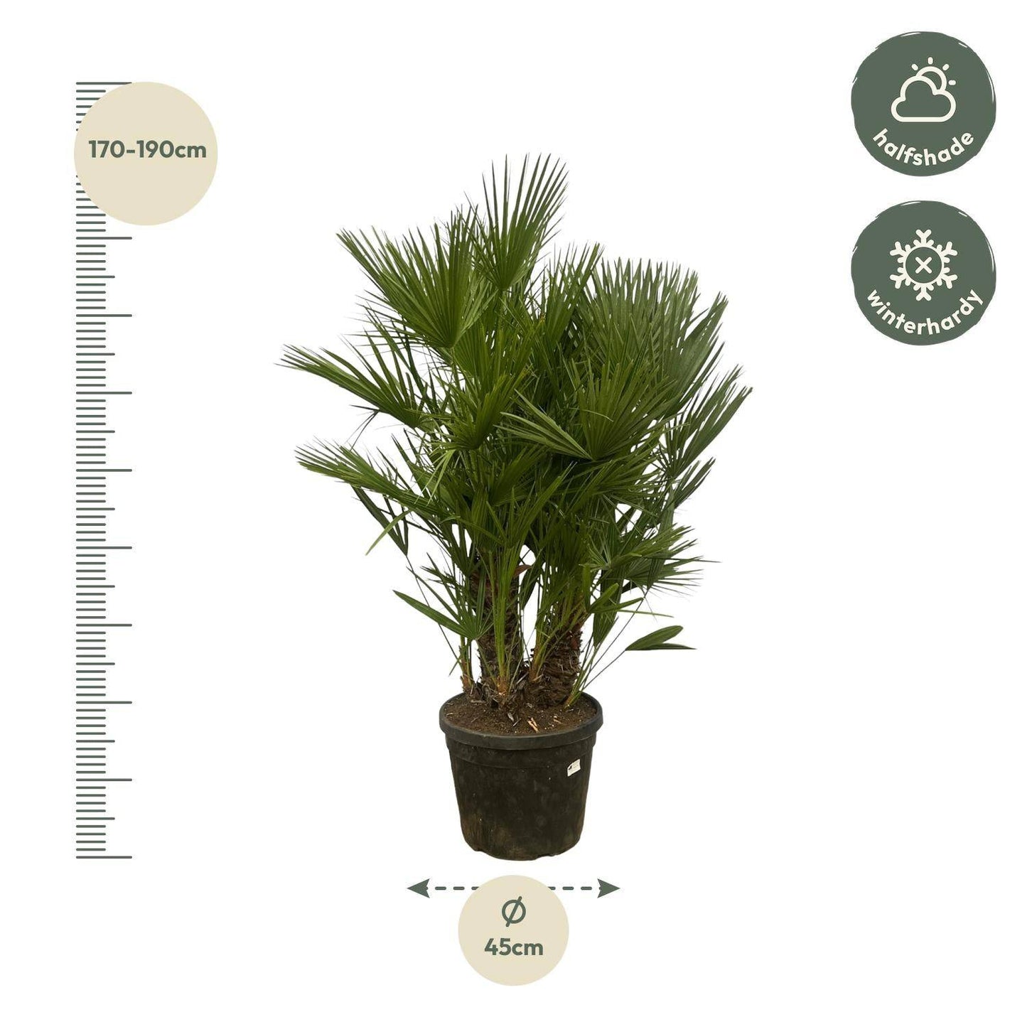 Chamaerops humilis mehrstämmig – 160–180 cm – Ø45 - Botanic-Vibes