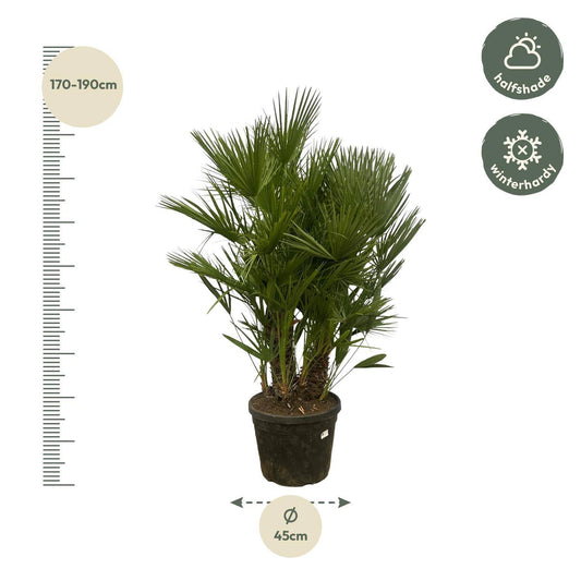Chamaerops humilis mehrstämmig – 160–180 cm – Ø45 - Botanic-Vibes