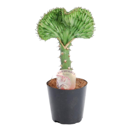 Euphorbia lactea cristata grün – 30 cm – Ø10,5 - Botanic-Vibes