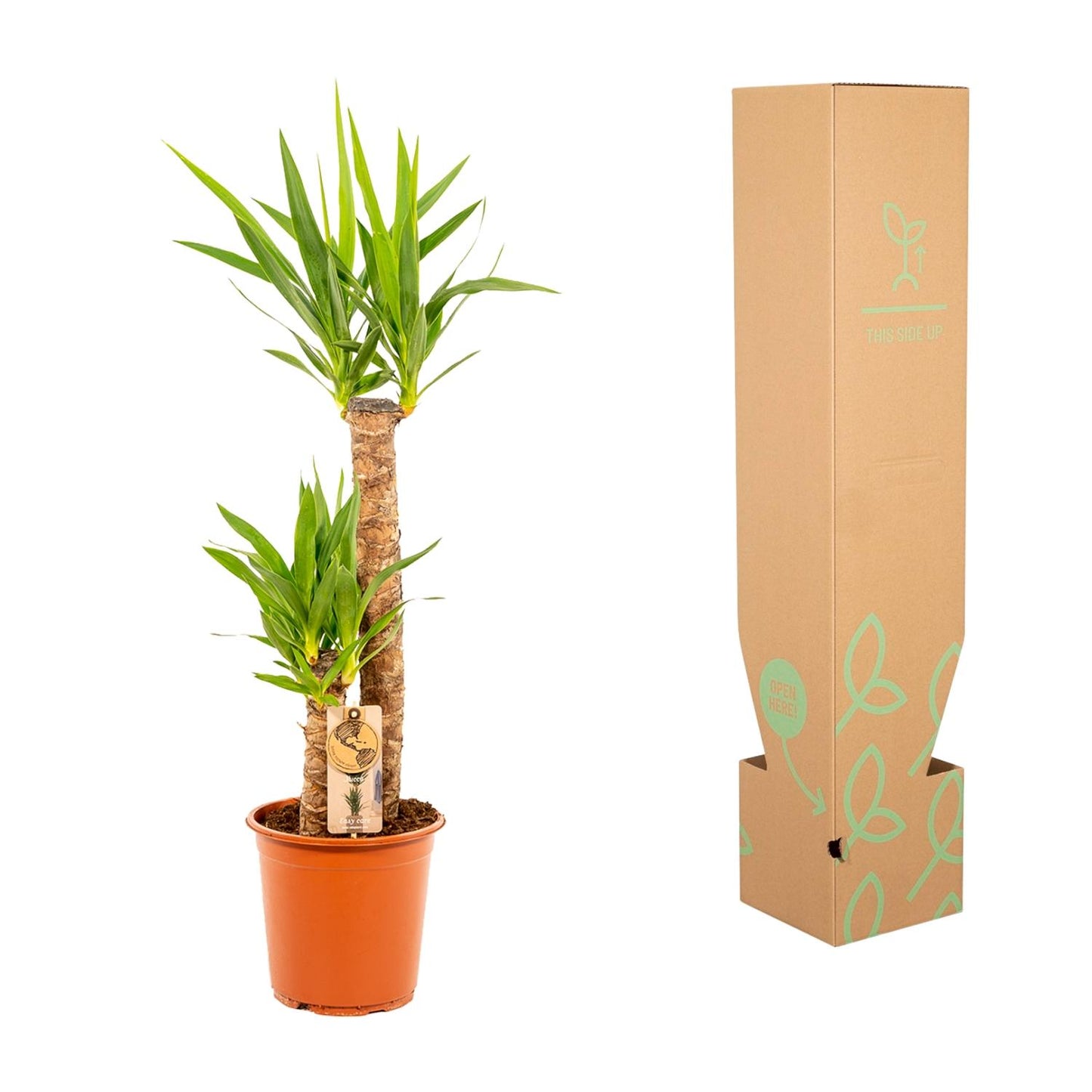 Yucca – Ø21cm – 100cm