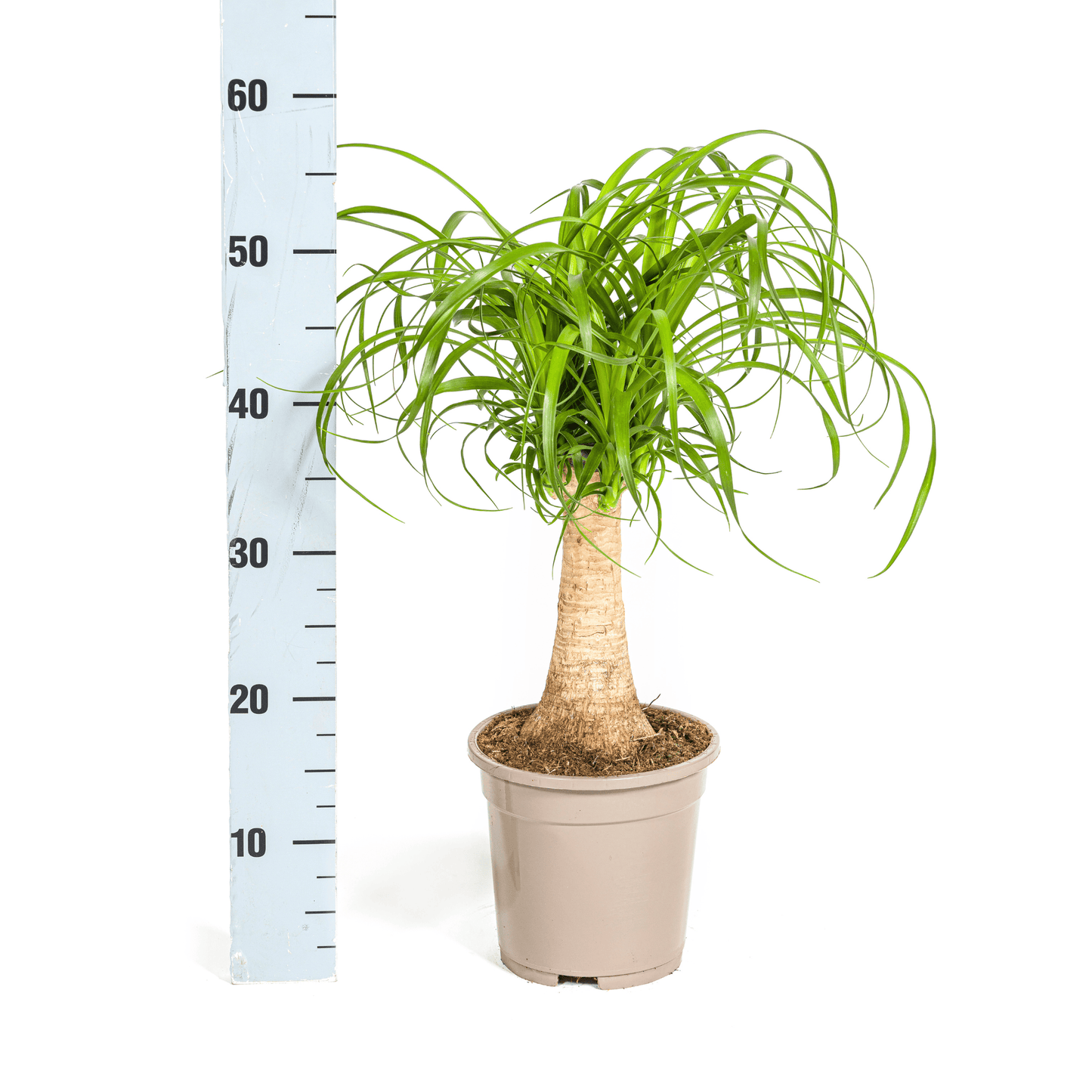 Beaucarnea Recurvata Stamm Ø17cm - ↕40 - 60cm - Botanic-Vibes