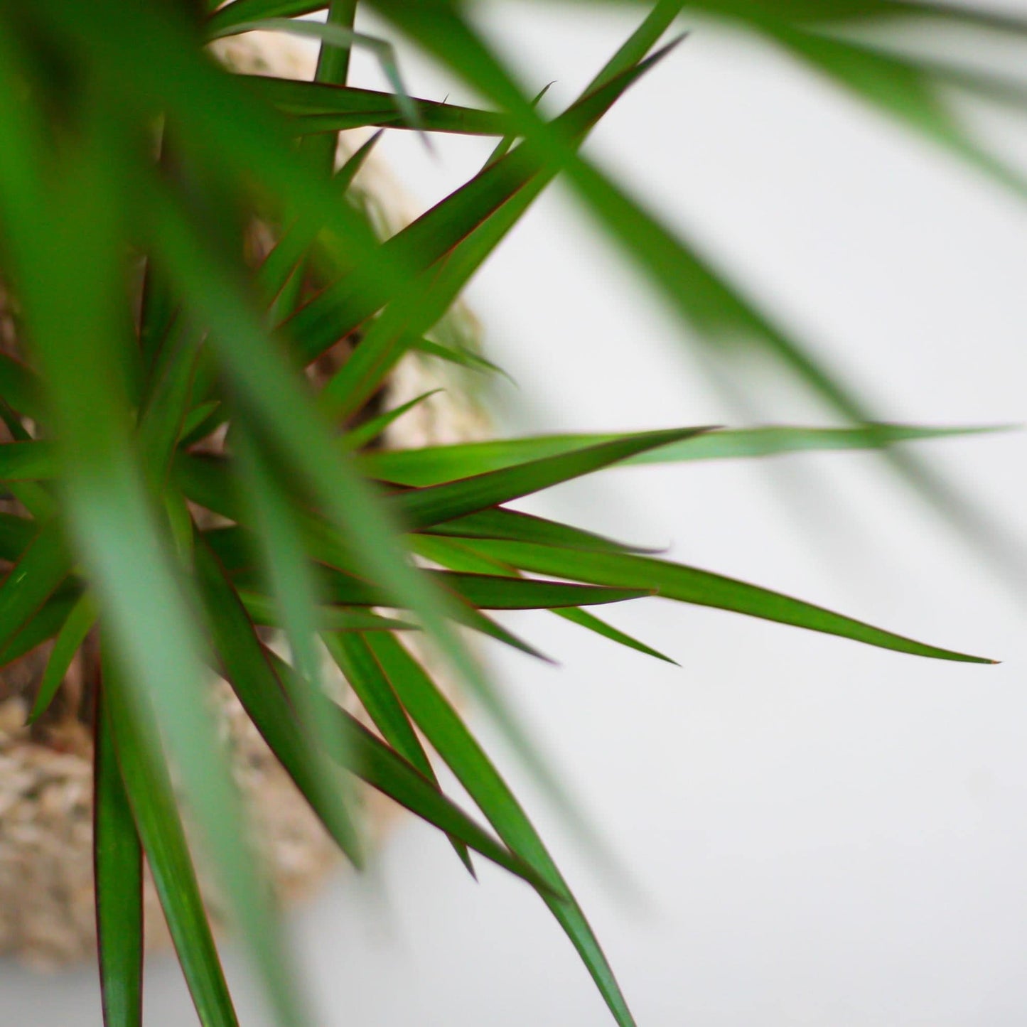 Dracaena Marginata mit Viber-Topf grau – 95 cm – Ø21 - Botanic-Vibes