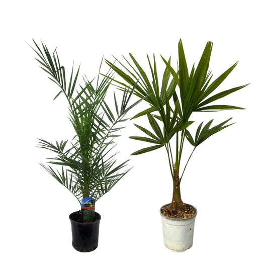 Phoenix canariensis – 80 cm – Ø15 + Trachycarpus fortuneii – 100 cm – Ø18 - Botanic-Vibes