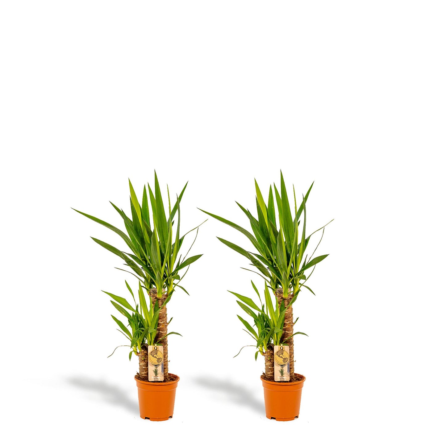 2x Yucca – 90cm – Ø17cm