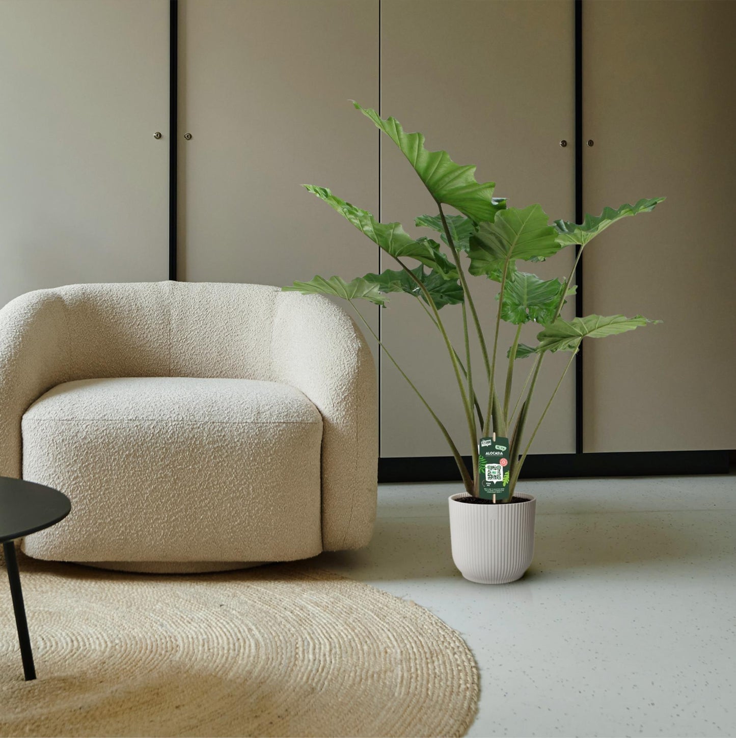 Alocasia Portodora – 140 cm – Ø34