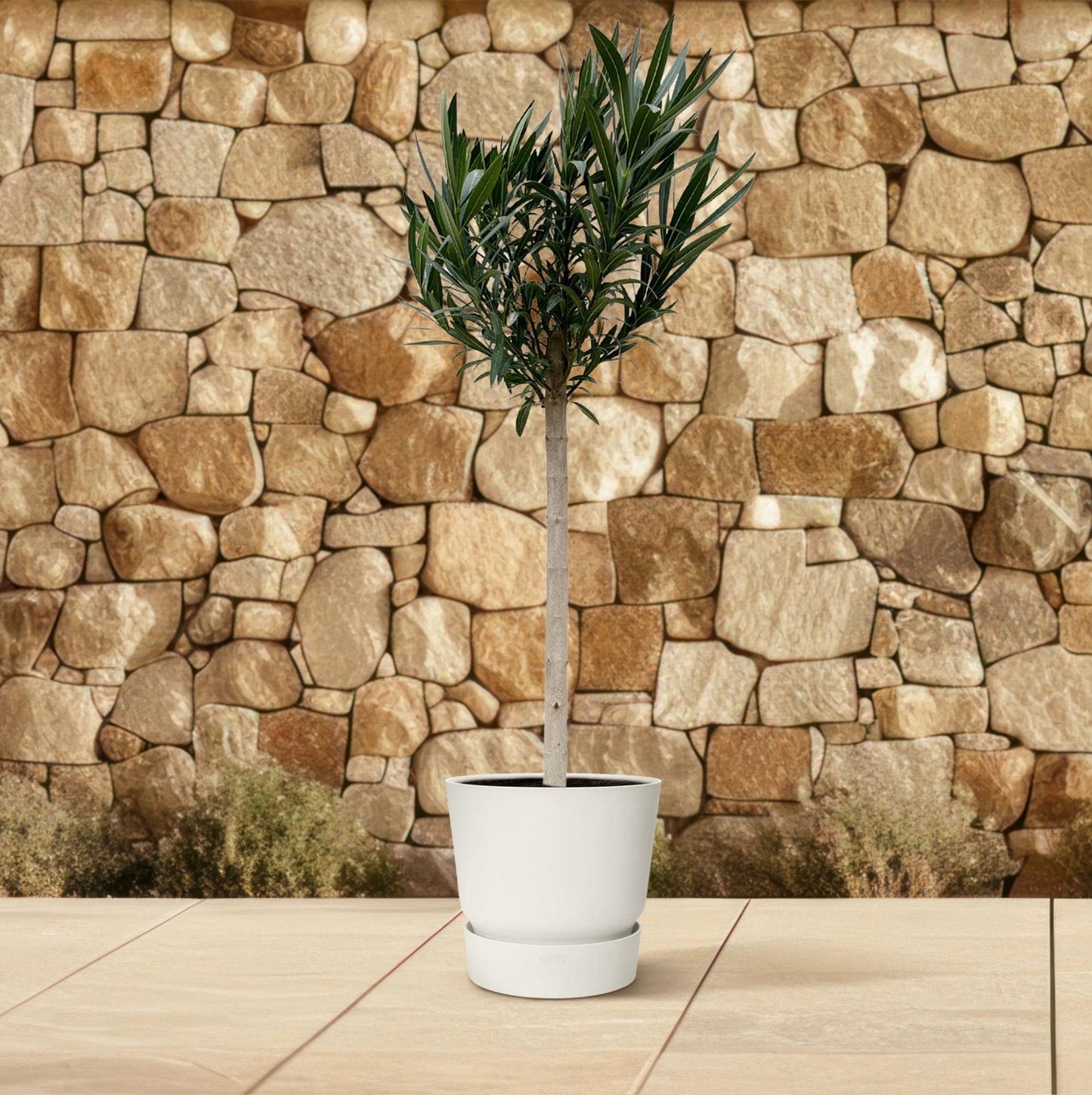 Nerium oleander auf Stamm mit rosa Blüte – 170 cm – Ø30 - Botanic-Vibes