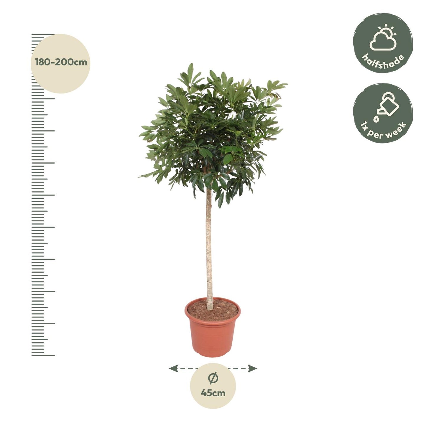 Schefflera arboricola Compacta – Baumform – 190 cm – Ø45