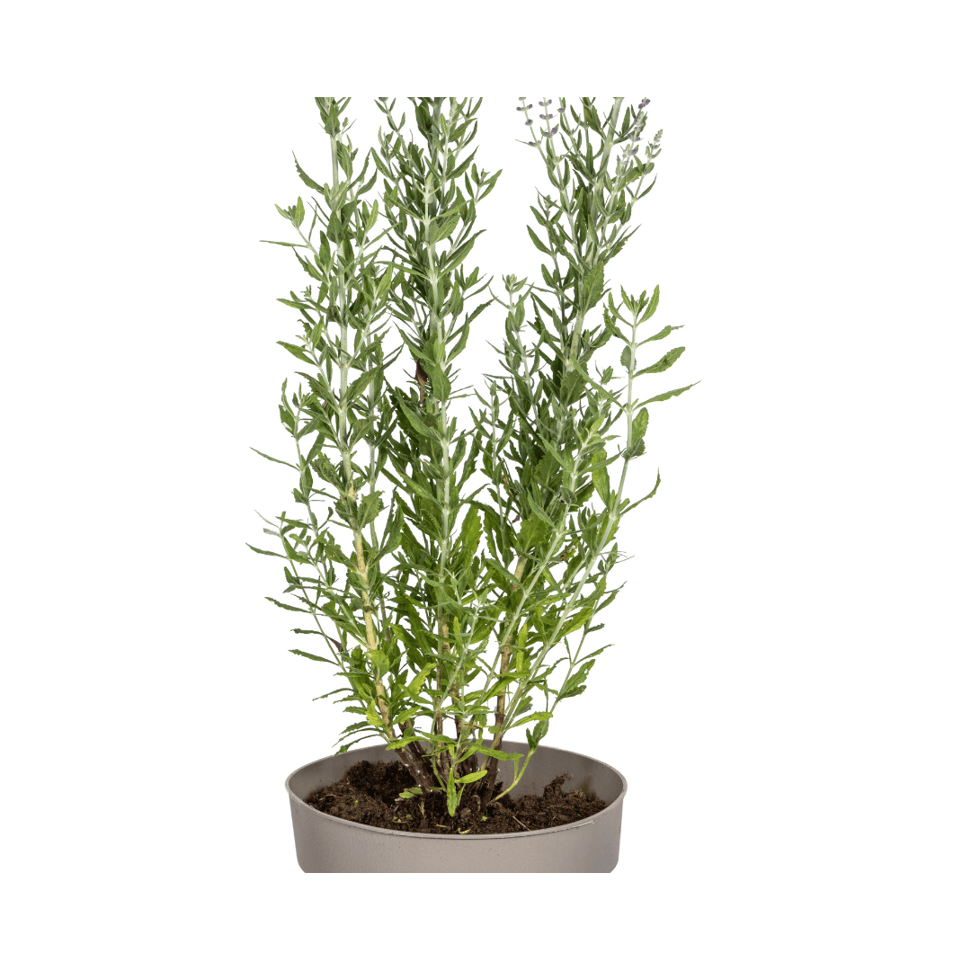 Perovskia atriplicifolia Ø19cm - ↕50 - 60cm - Botanic-Vibes