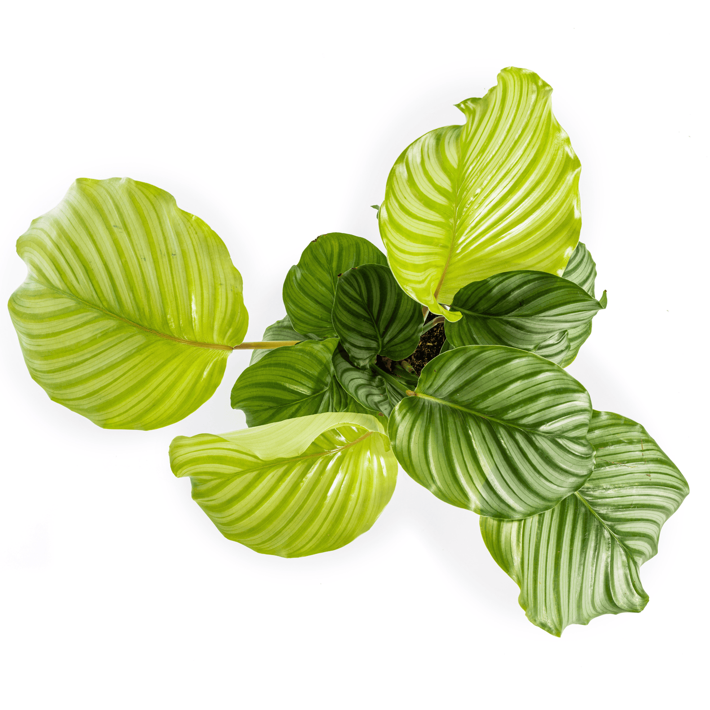 Calathea Orbifolia Ø17cm - ↕40 - 50cm - Botanic-Vibes