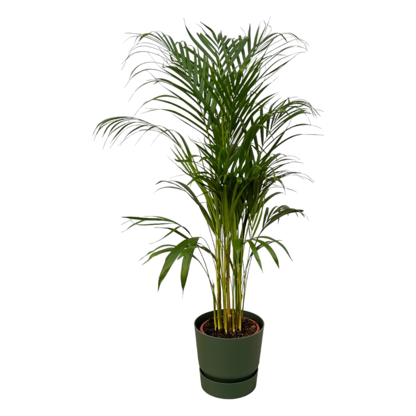 Areca-Palme – 110 cm – Ø21 inklusive elho Greenville Round Grün D24×H23