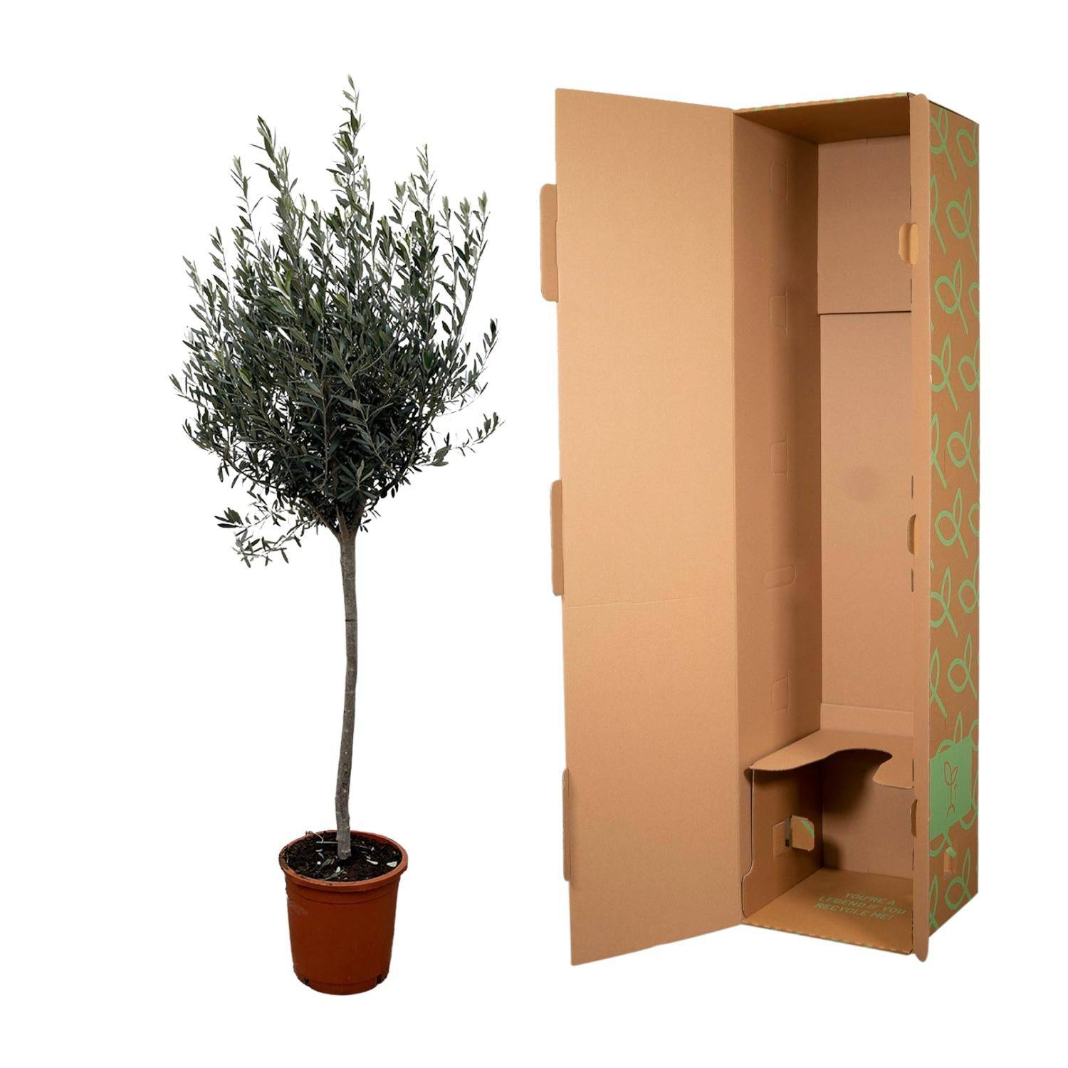 Olea europaea auf Stamm – 160 cm – Ø24 - Botanic-Vibes