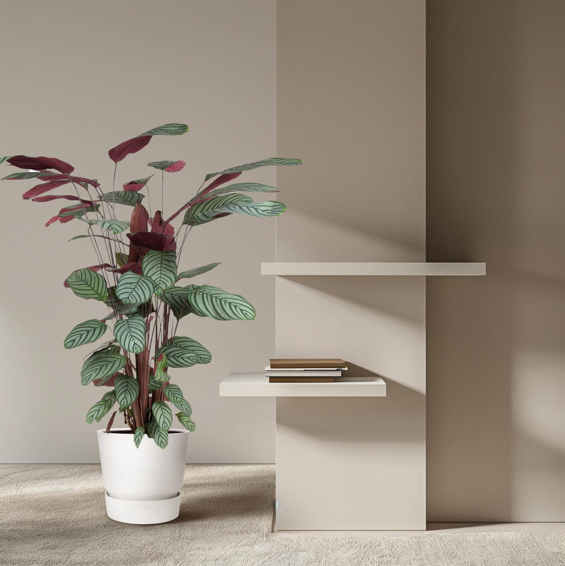 Calathea Oppenheimiana – 130 cm – ø27 - Botanic-Vibes