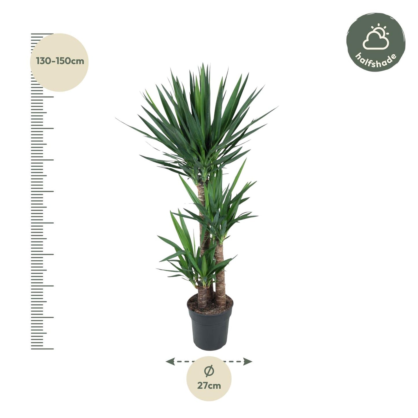 Yucca Elephantipe – 140 cm – Ø27