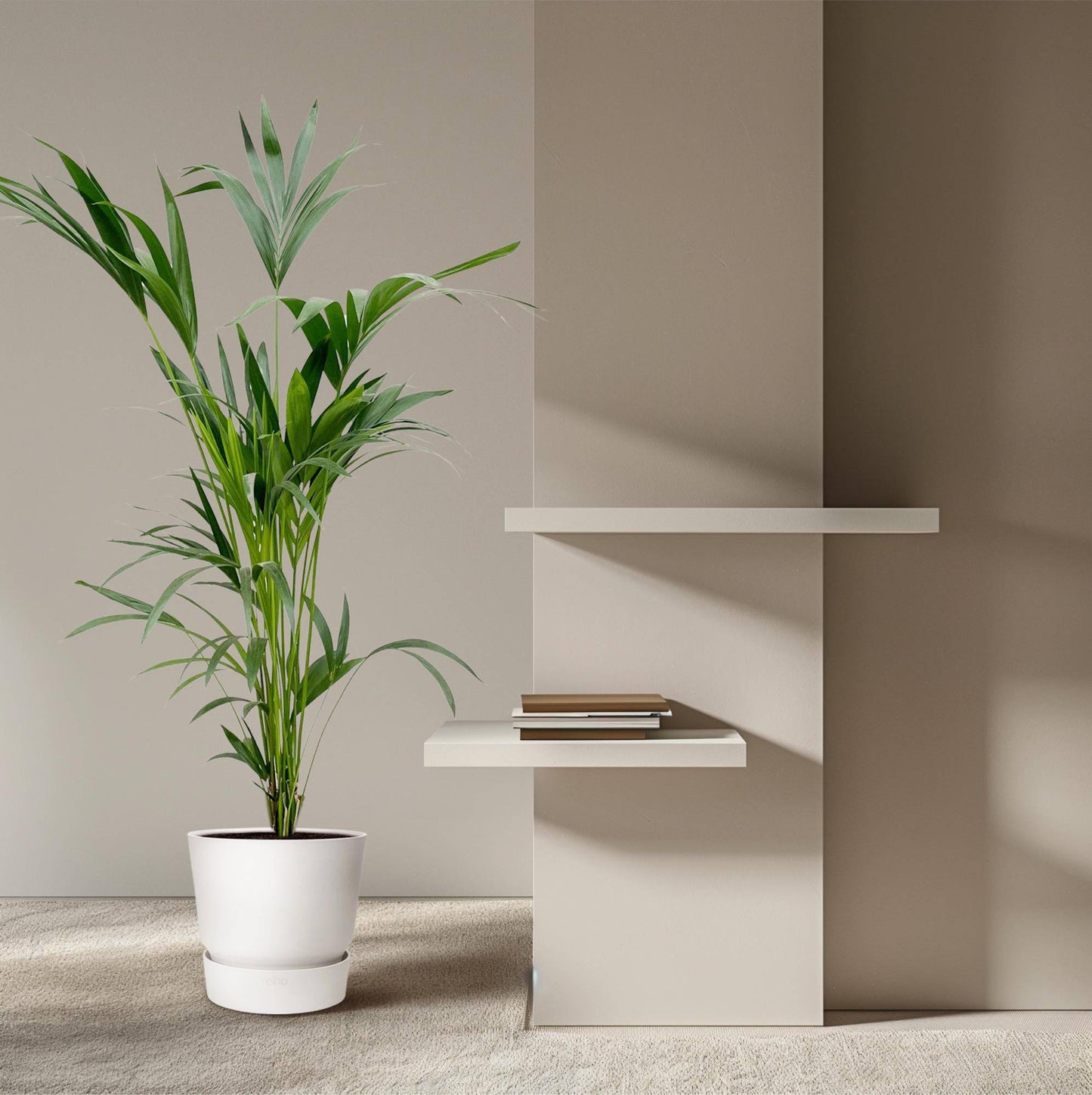 Kentia palm – 160 cm – Ø24 - Botanic-Vibes