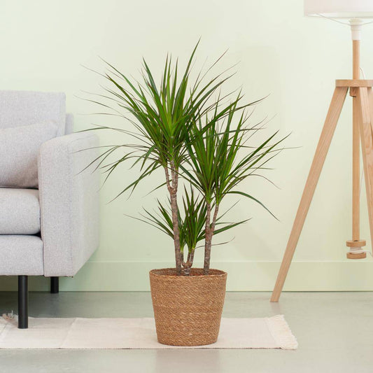 Dracaena Marginata mit naturfarbenem Korb  - 95cm - Ø21 - Botanic-Vibes