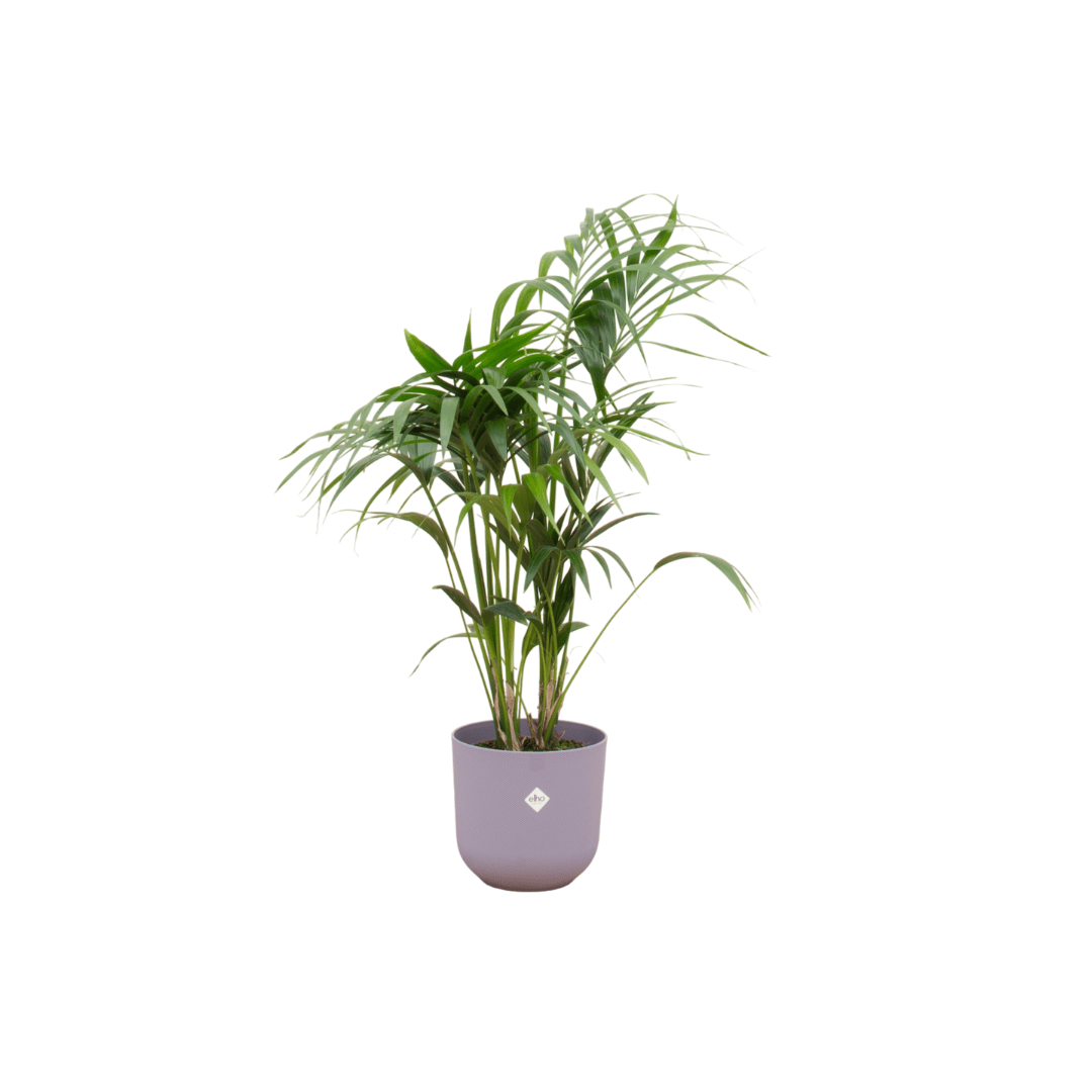 Combi deal - Kentia palm inklusive elho Jazz Round Lila Ø26 – 130 cm - Botanic-Vibes