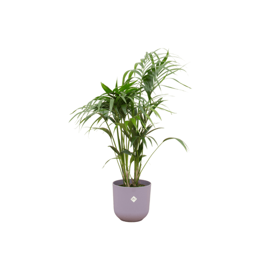 Combi deal - Kentia palm inklusive elho Jazz Round Lila Ø26 – 130 cm - Botanic-Vibes