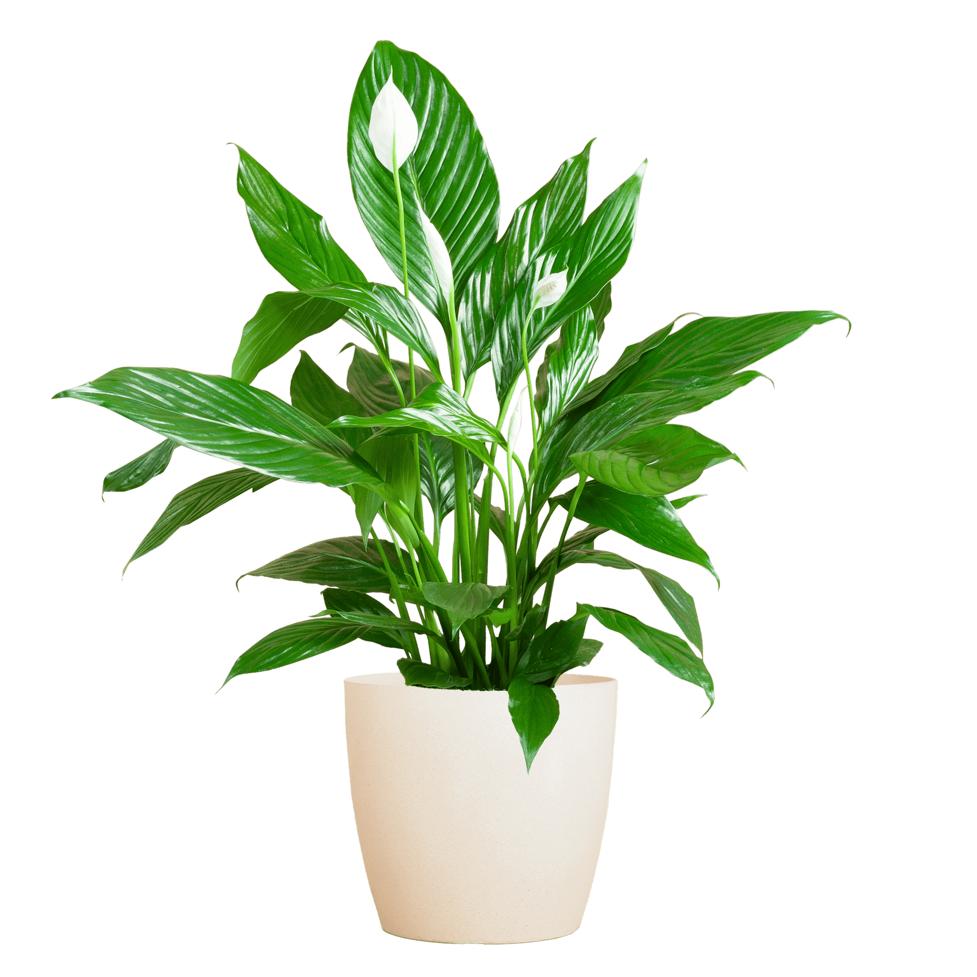 Spathiphyllum mit Viber weiß – 80 cm – Ø21 - Botanic-Vibes