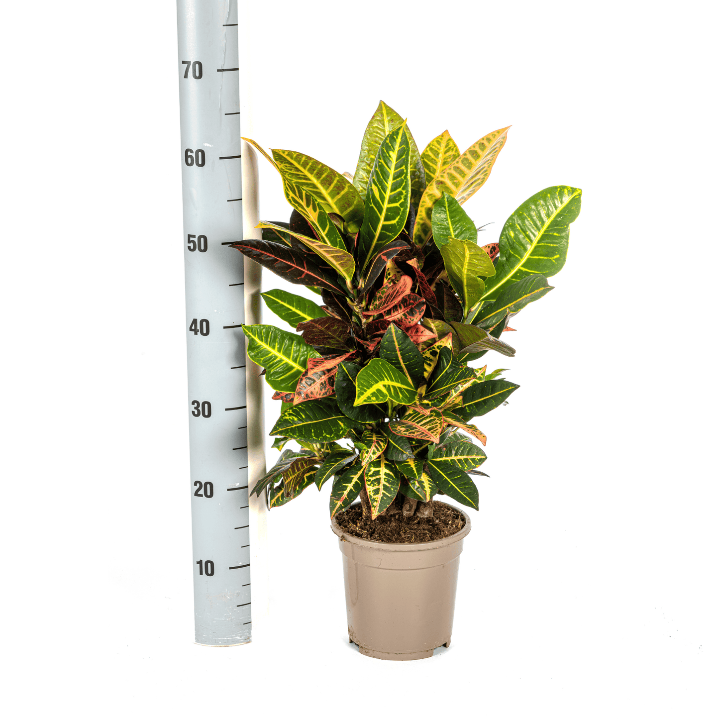 Codiaeum 'Croton' Petra Ø17cm - ↕40 - 60cm - Botanic-Vibes