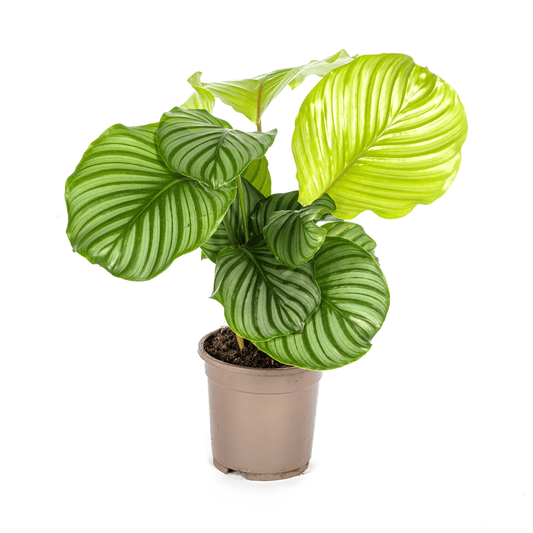 Calathea Orbifolia Ø17cm - ↕40 - 50cm - Botanic-Vibes