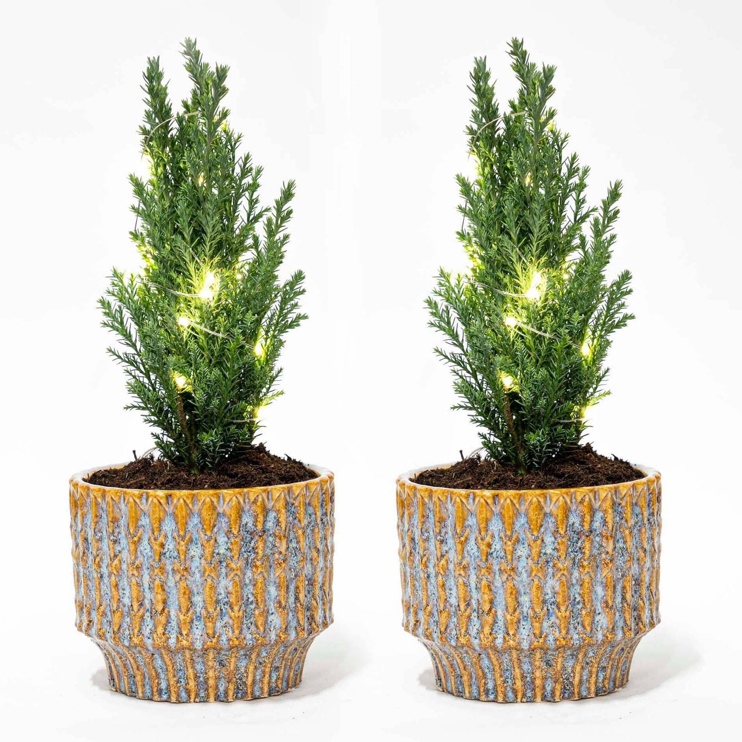 Set von 2 – Weihnachtsbaum 'Ellwoodii' + Topf Echo + 20 LED-Lampen – 25–30 cm hoch - Botanic-Vibes