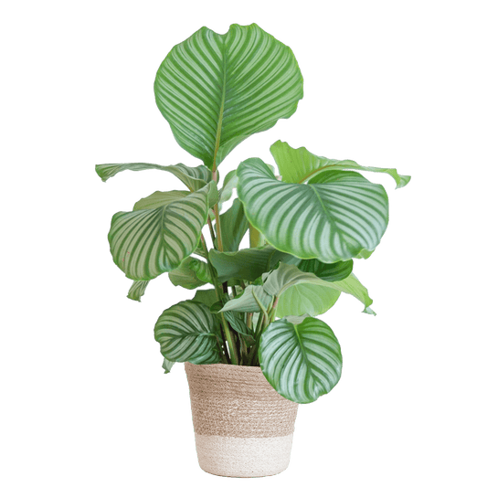 Calathea Orbifolia mit weißem Lissabon-Korb - 65cm - Ø19 - Botanic-Vibes