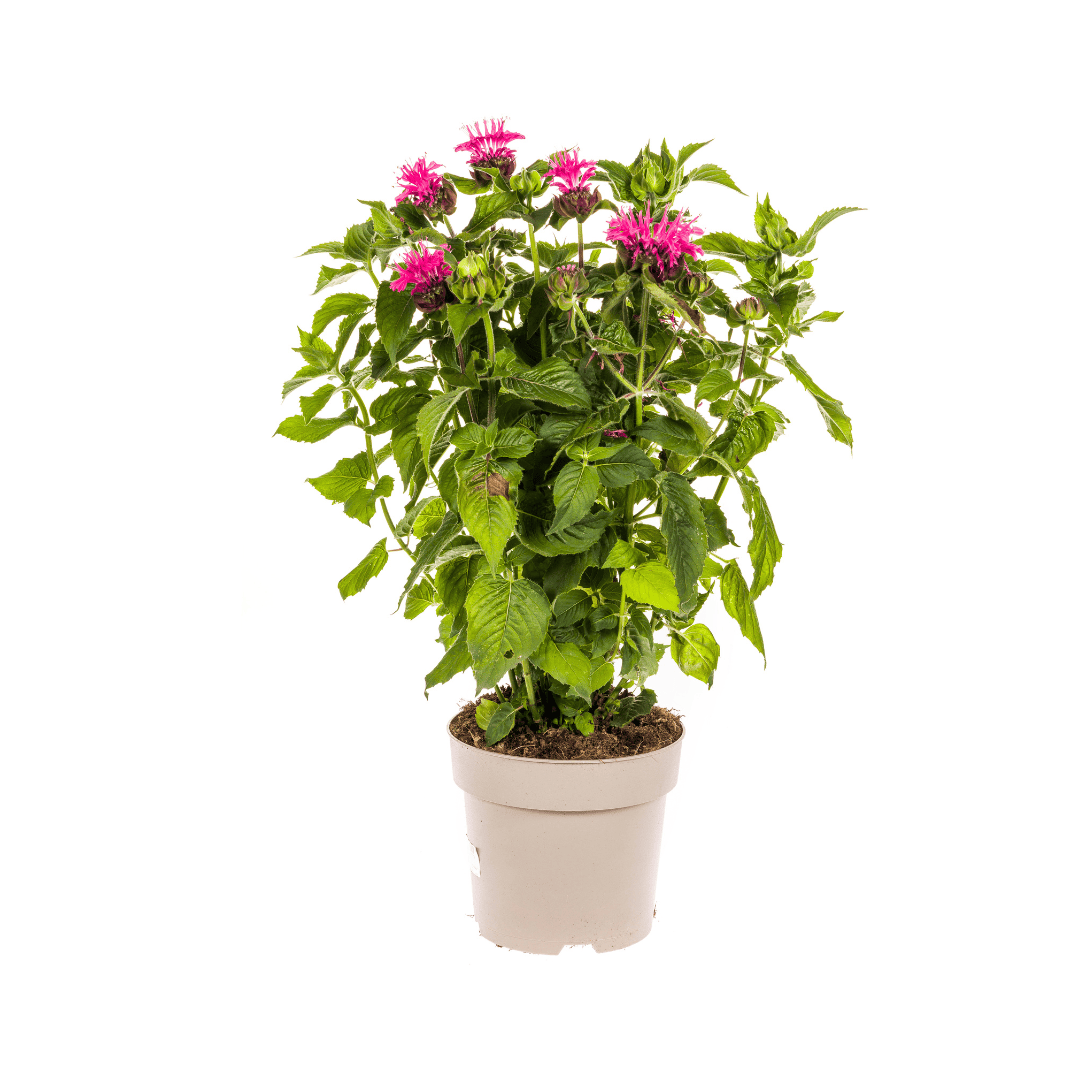 Monarda Didyma Pink Ø19cm - ↕45 - 60cm - Botanic-Vibes