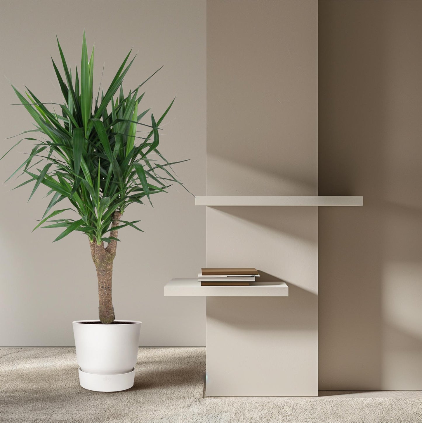 Yucca Elephantipe vertakt – 150 cm – Ø31