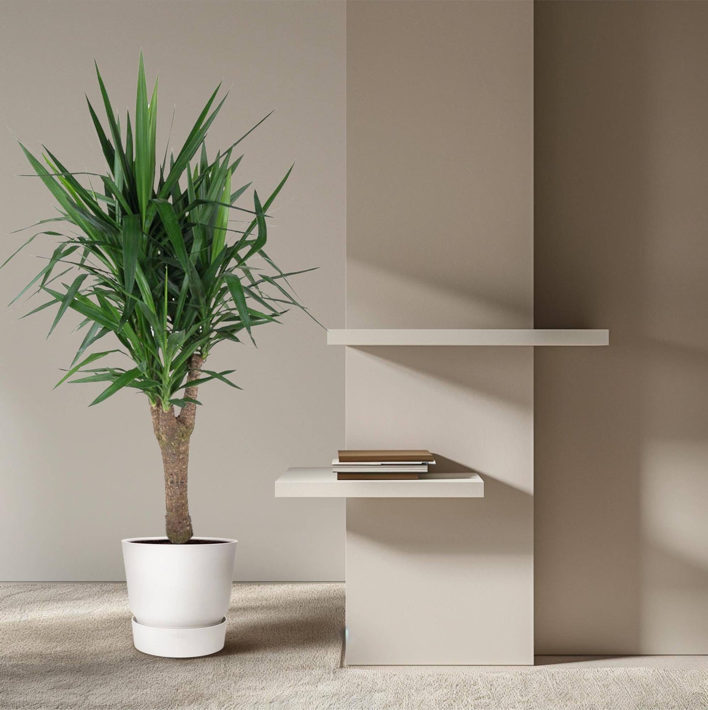 Yucca Elephantipe vertakt – 150 cm – Ø31 - Botanic-Vibes