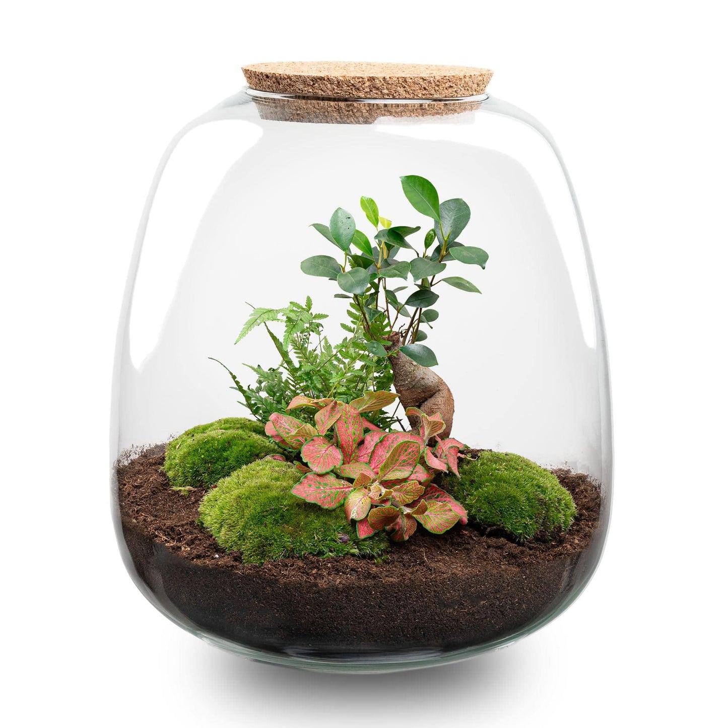 Plant terrarium - Emma - DIY kit - ↑ 25 cm - Ø 23 cm - Bonsai Red + LED - Botanic-Vibes