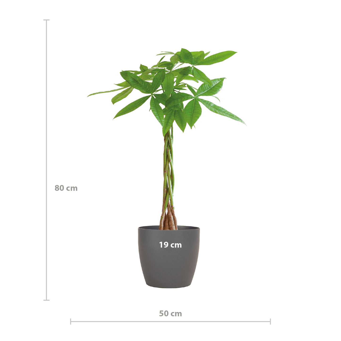 Pachira Aquatica mit Viber Grau - 80cm - Ø21 - Botanic-Vibes