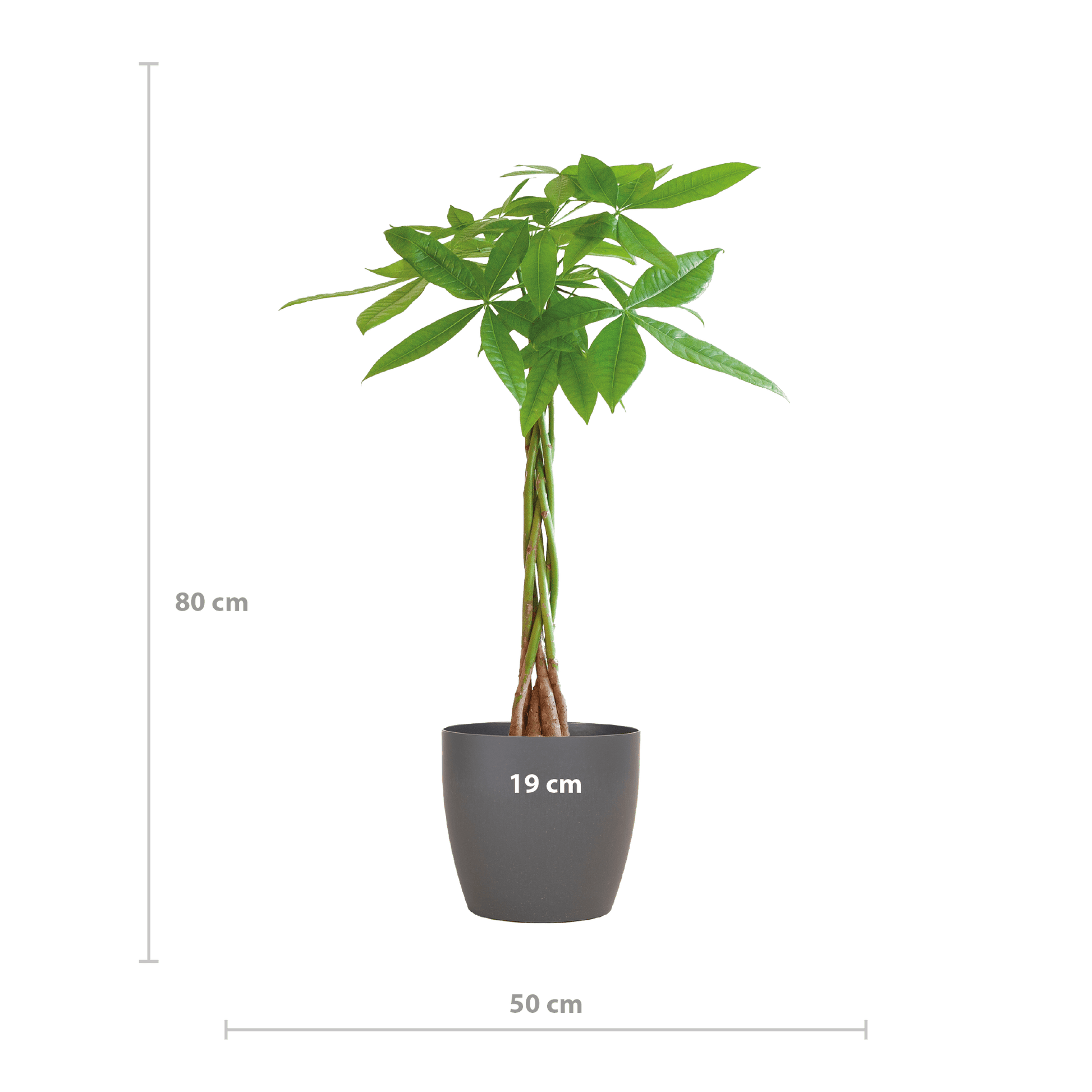 Pachira Aquatica mit Viber Grau - 80cm - Ø21 - Botanic-Vibes