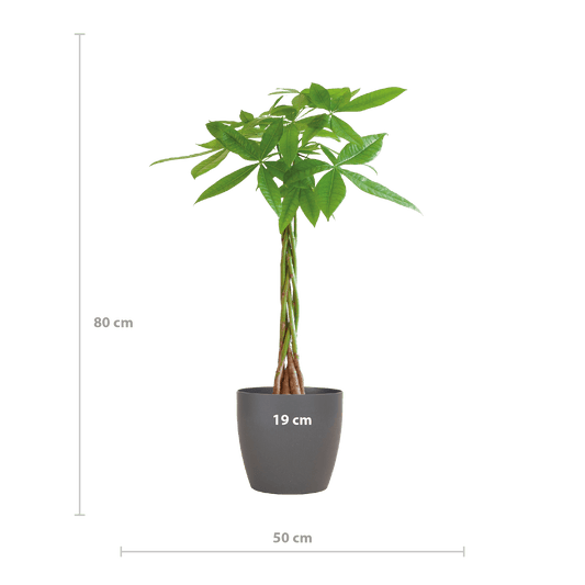 Pachira Aquatica mit Viber Grau - 80cm - Ø21 - Botanic-Vibes