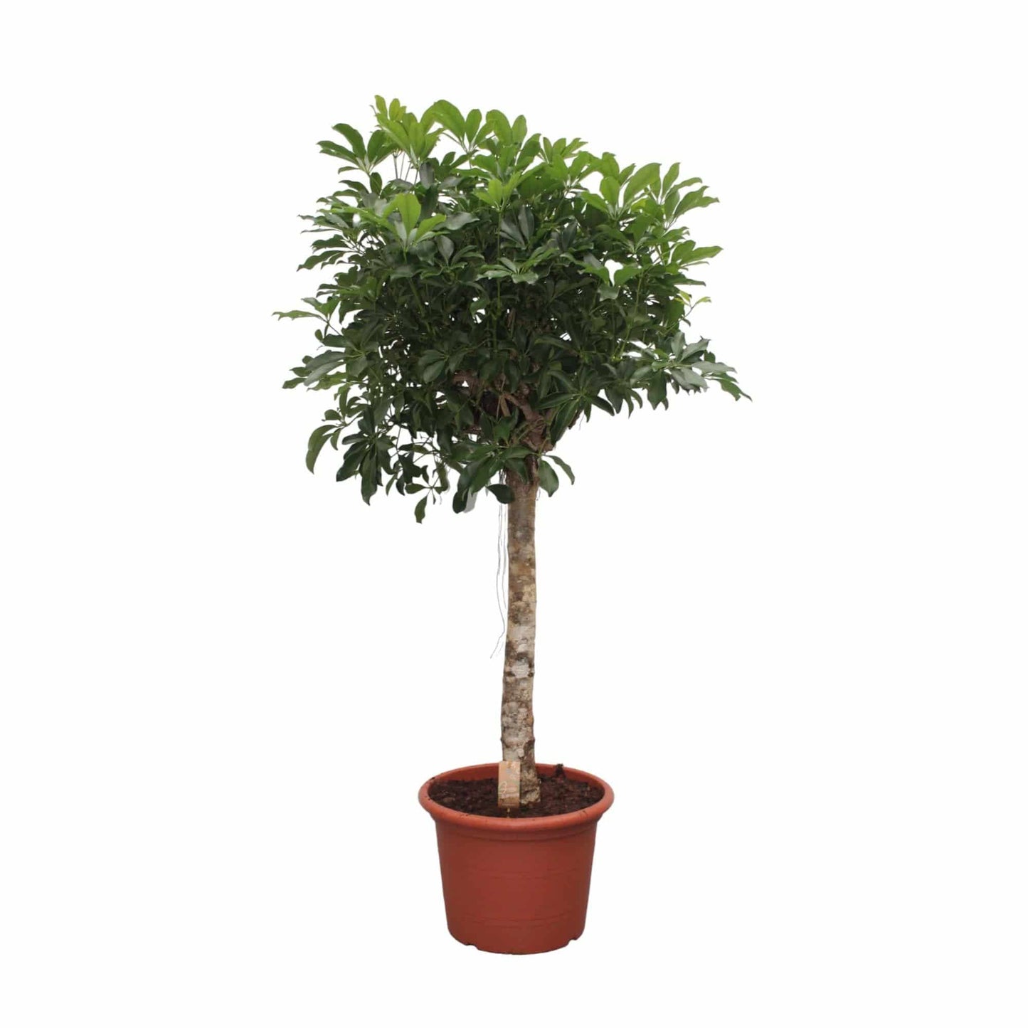 Schefflera arboricola Compacta – Baumform – 180 cm – Ø35 - Botanic-Vibes