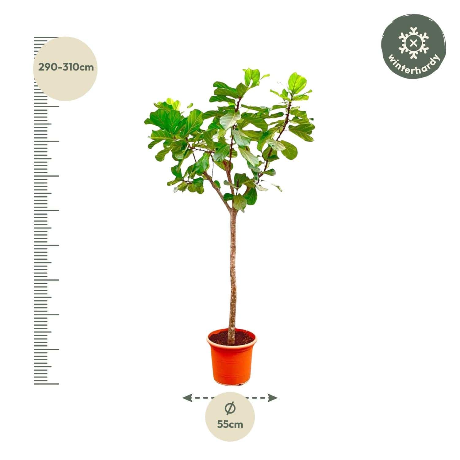Ficus lyrata Baum XXXL – 270 cm – Ø45 - Botanic-Vibes