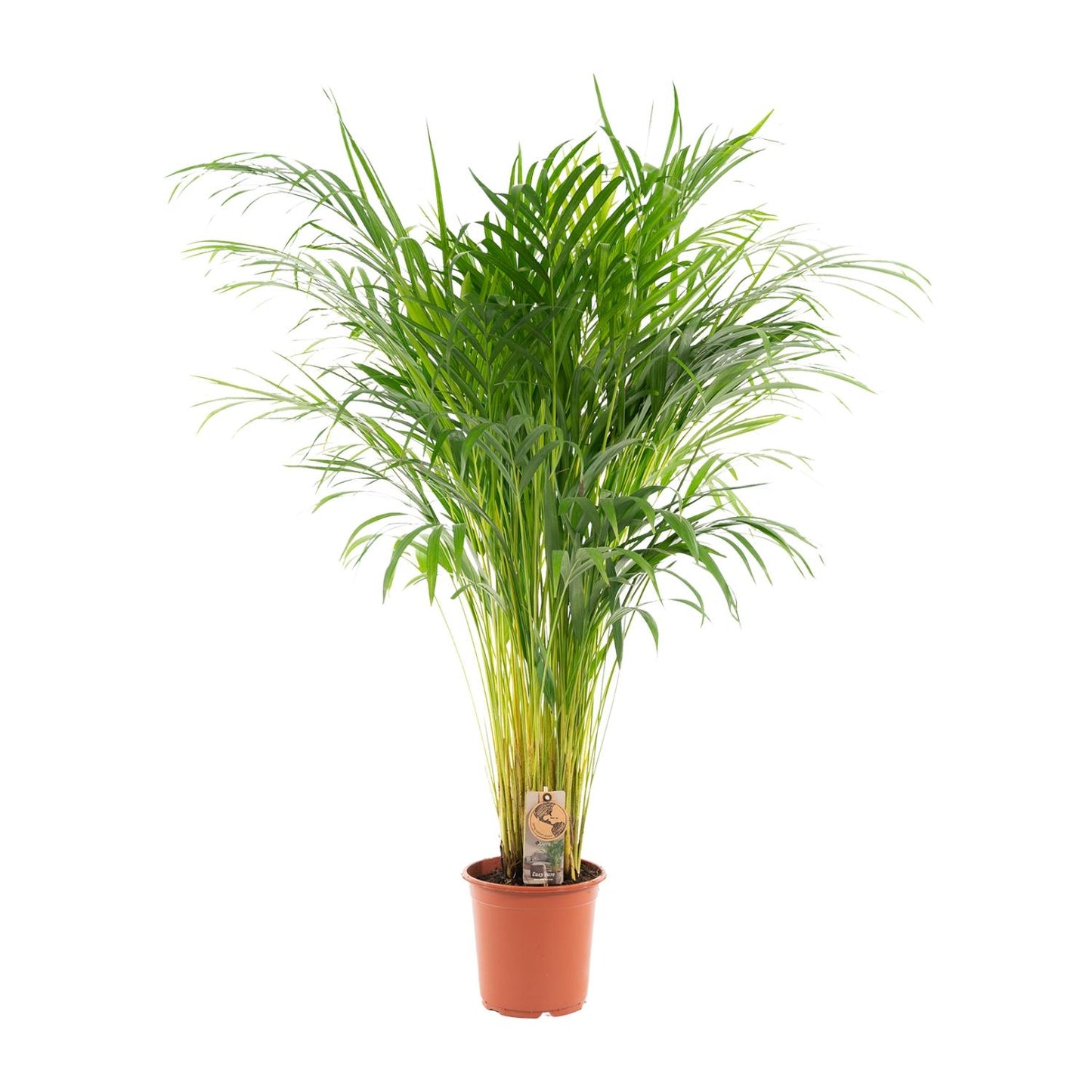 Areca-Palme – Ø21 cm – 110 cm