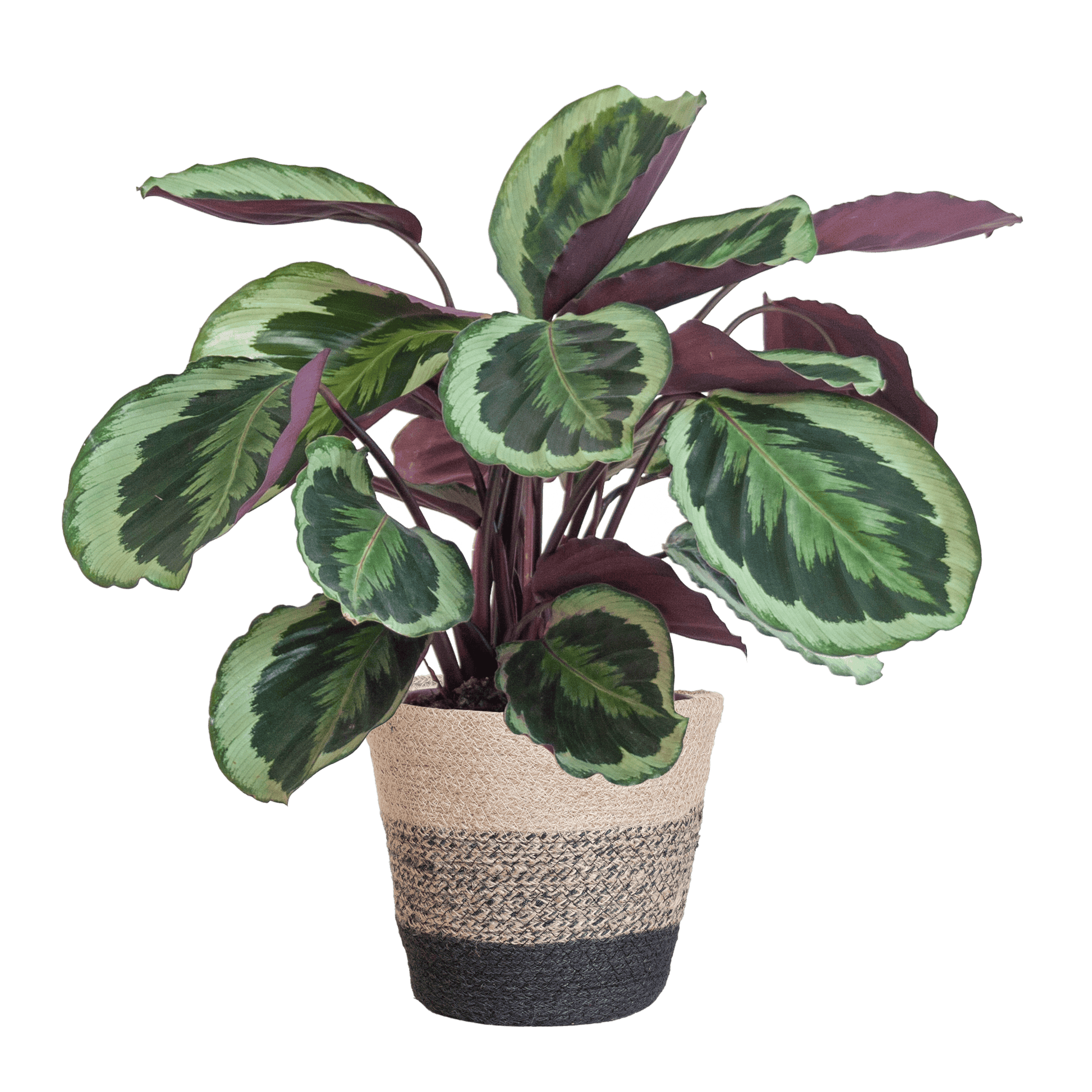 Calathea Medaillon mit Lissabon-Korb Schwarz - 65cm - Ø21 - Botanic-Vibes