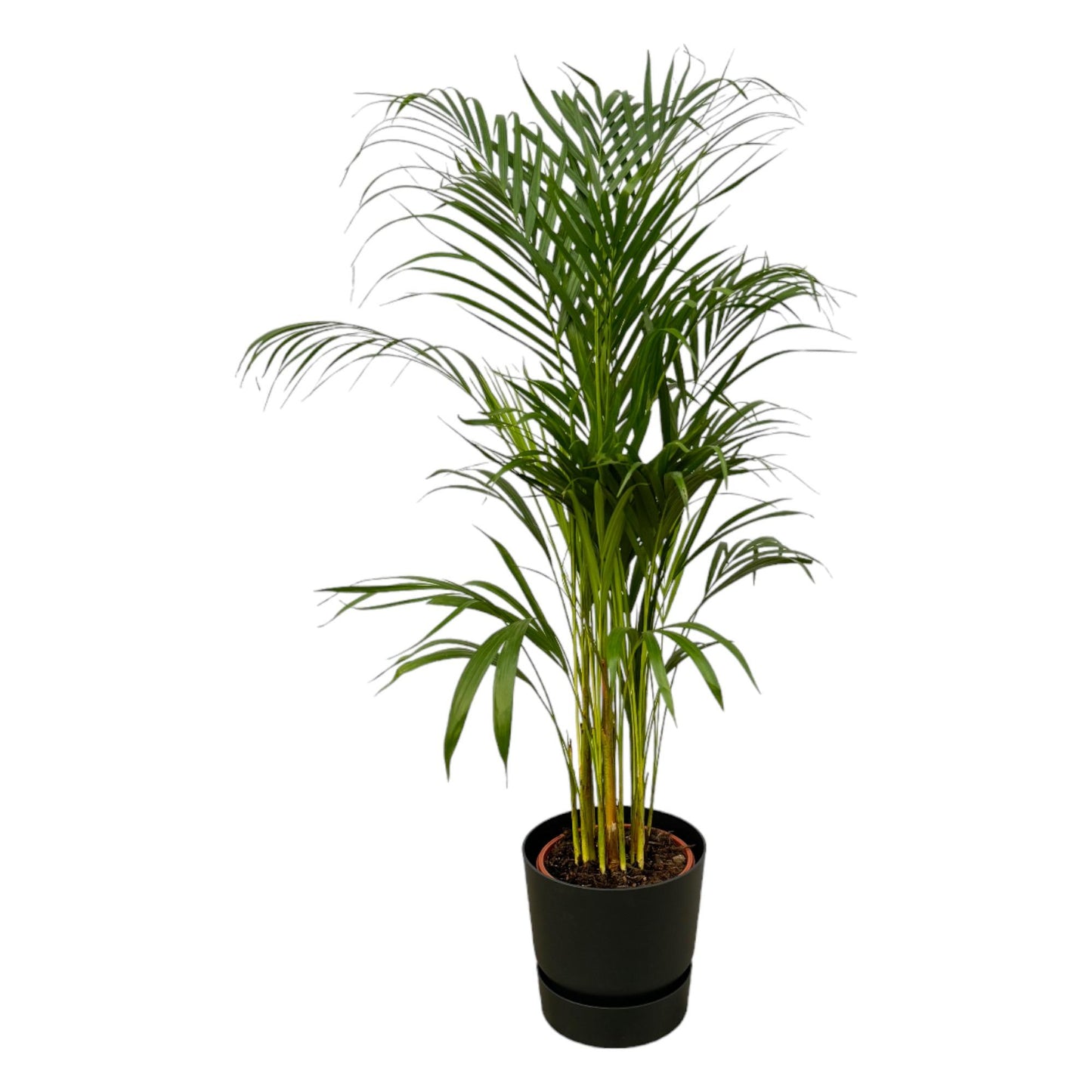 Areca-Palme – 110 cm – Ø21 inklusive elho Greenville Round Schwarz D24×H23