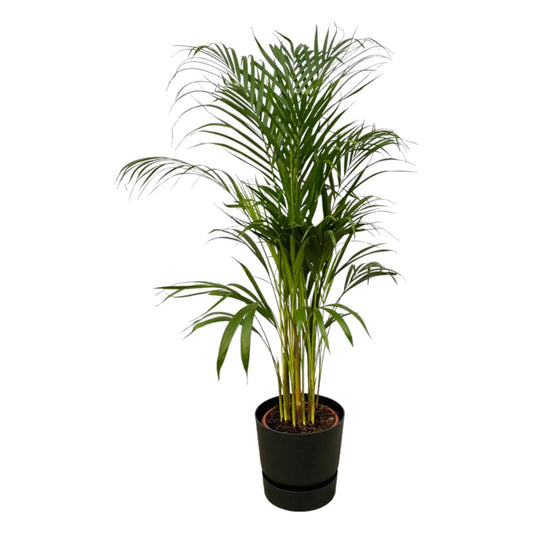 Areca-Palme – 110 cm – Ø21 inklusive elho Greenville Round Schwarz D24×H23 - Botanic-Vibes