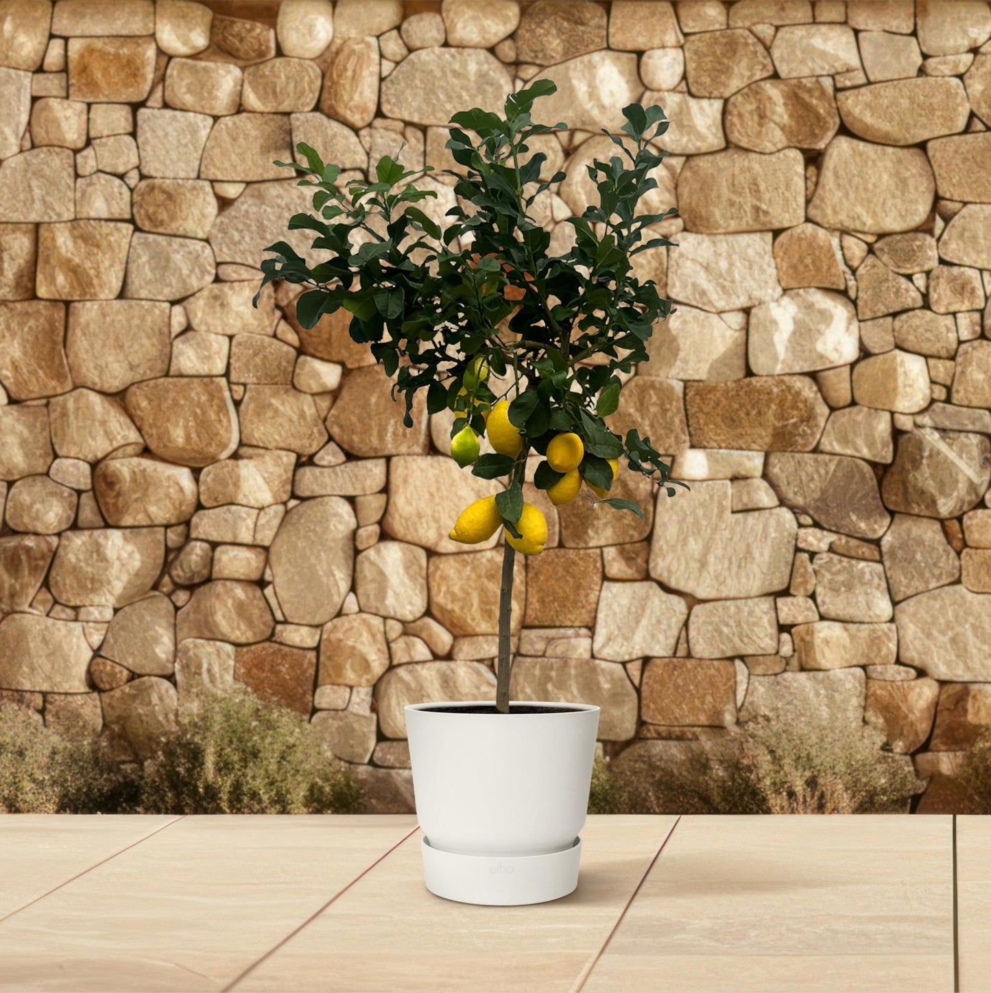 Citrus Lemon (Zitronenbaum) – 150 cm – Ø24