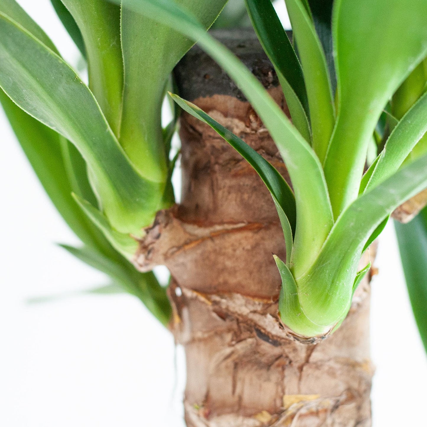 Dracaena  Janet Lindt mit Pflanzkorb Lissabon weiß  - 95cm - Ø21 - Botanic-Vibes