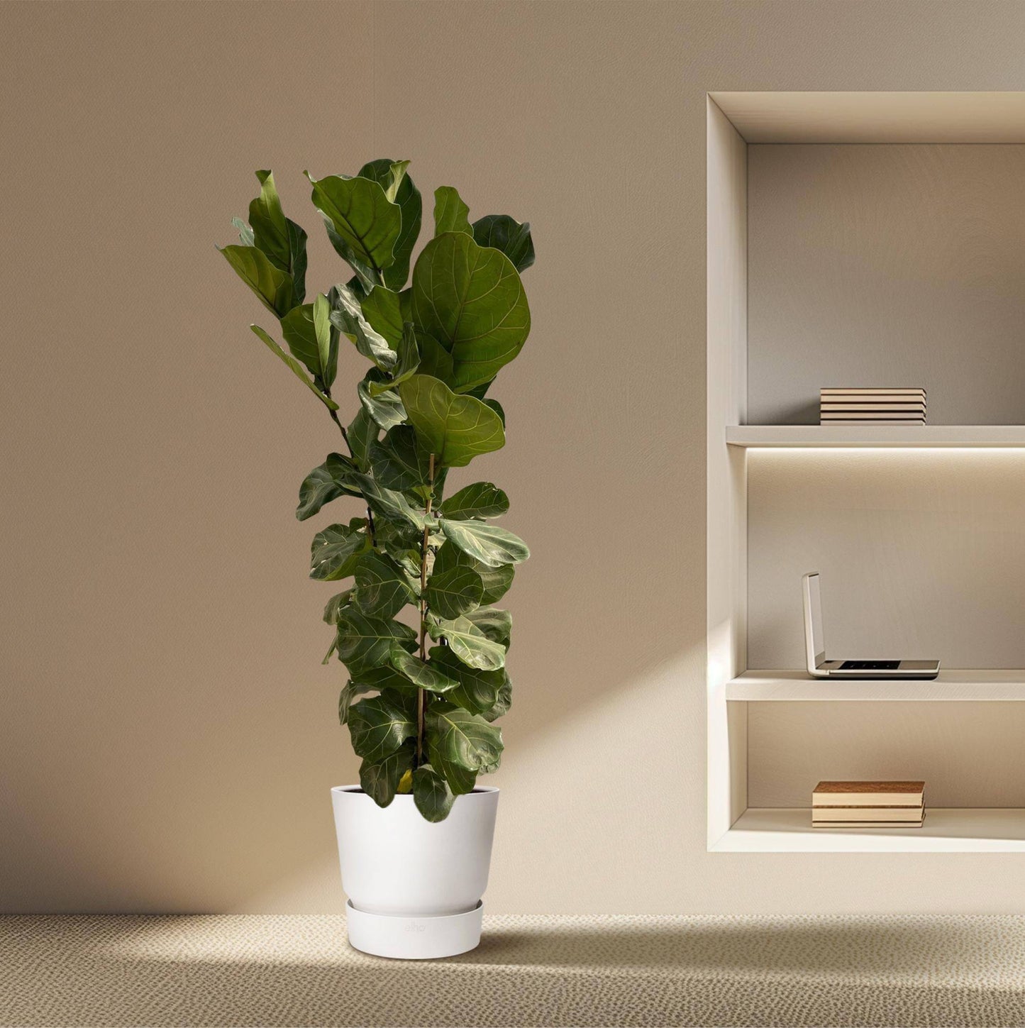 Ficus Lyrata struik - 180 cm - Ø35 - Botanic-Vibes