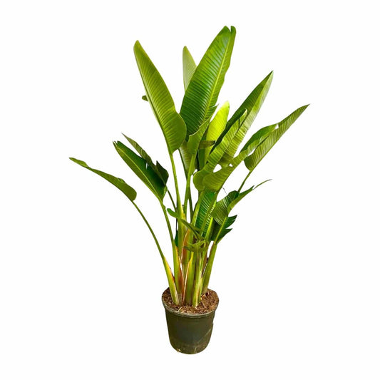 Strelitzia augusta multi-stamm XXL – 225 cm – Ø40 - Botanic-Vibes