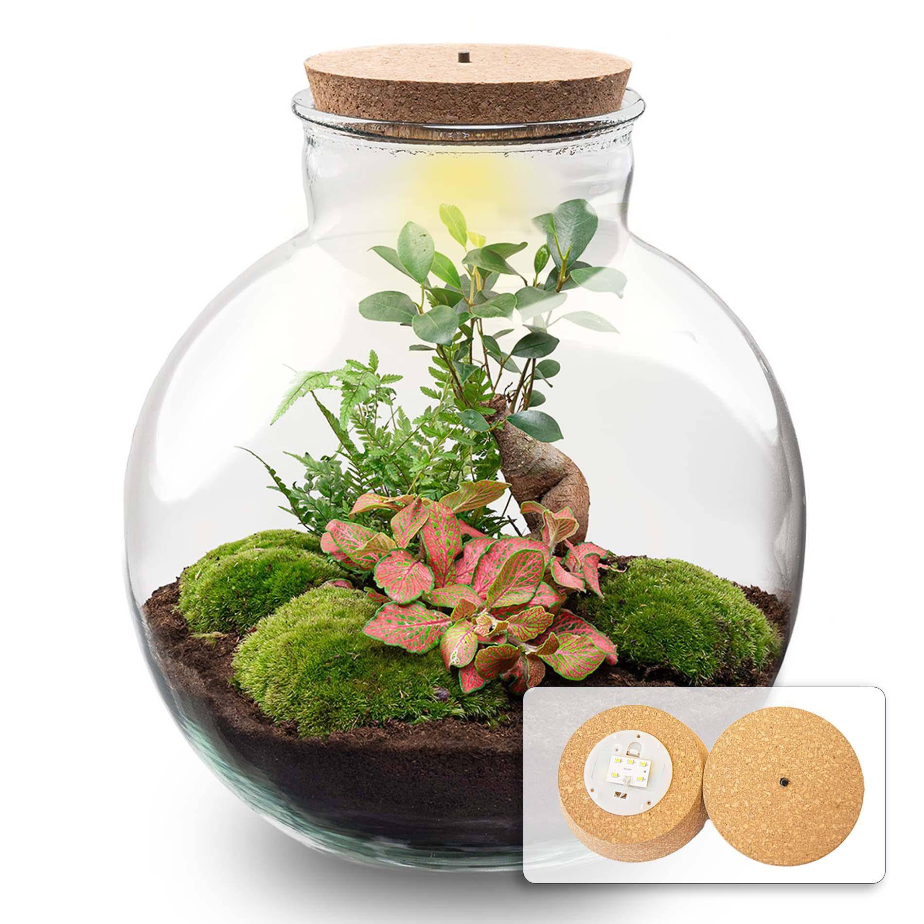 Terrarium „bolder bob“ bonsai + led-beleuchtung im korken - Botanic-Vibes
